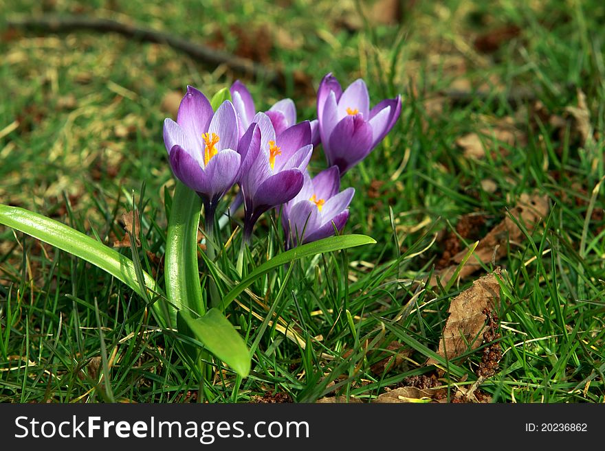 Group of purple crocuses in the forest