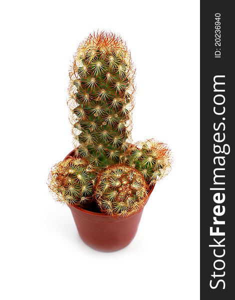 Cactus Mammilaria sp. close up on white background