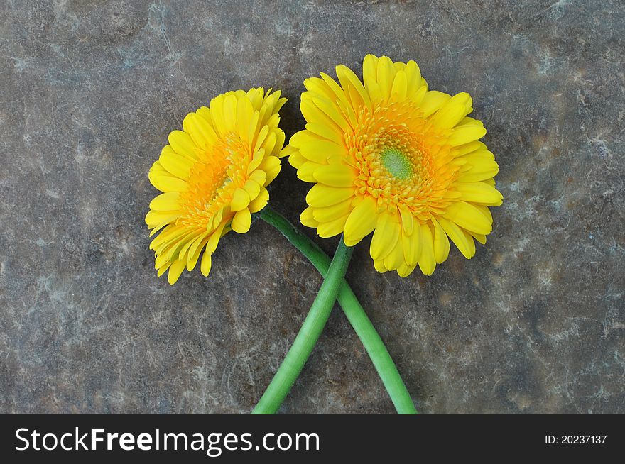 Yellow gerbera daisies against a grungy background. Yellow gerbera daisies against a grungy background