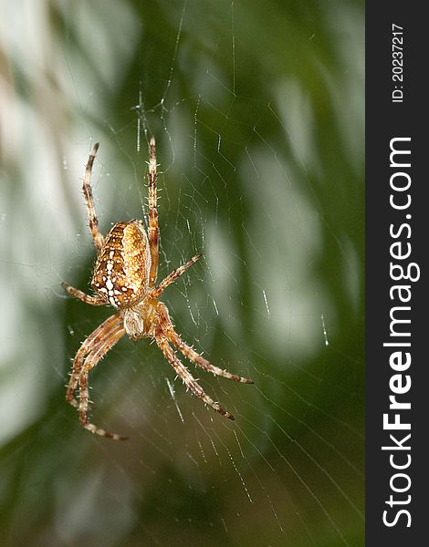 A garden spider in itÂ´s spiderÂ´s web