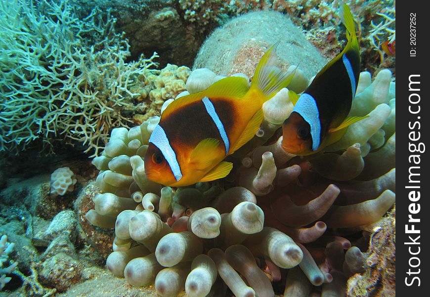 The clownfishes on the coral reef