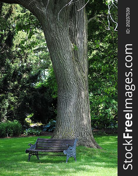 Park bench sits by a large oak tree