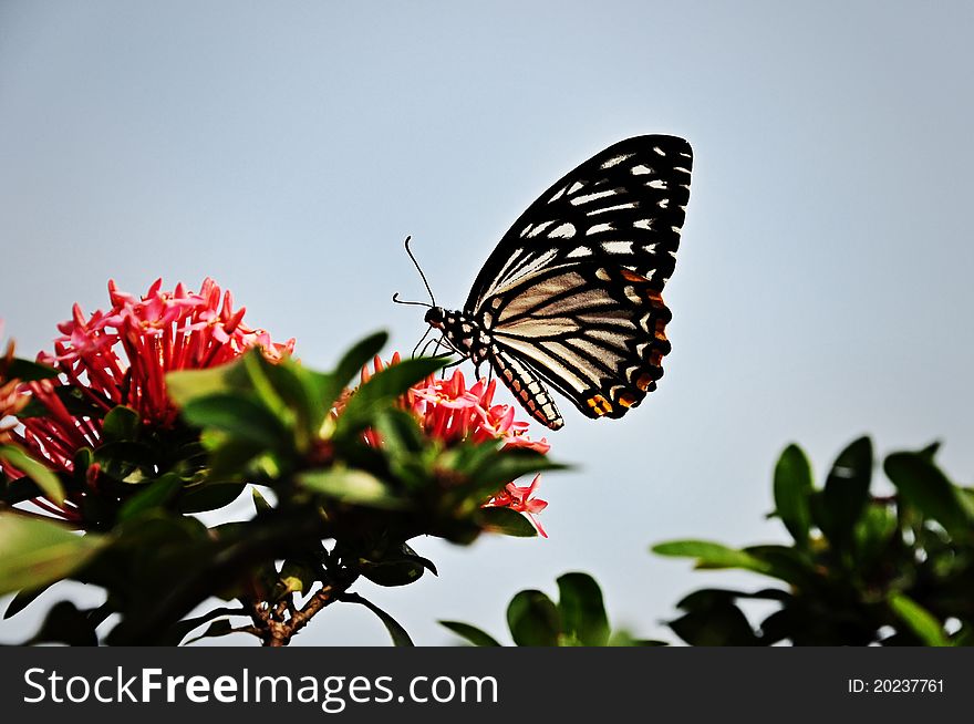 Butterfly On Flower