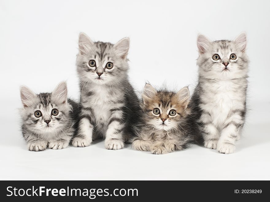 Siberian kitten on white background. Siberian kitten on white background