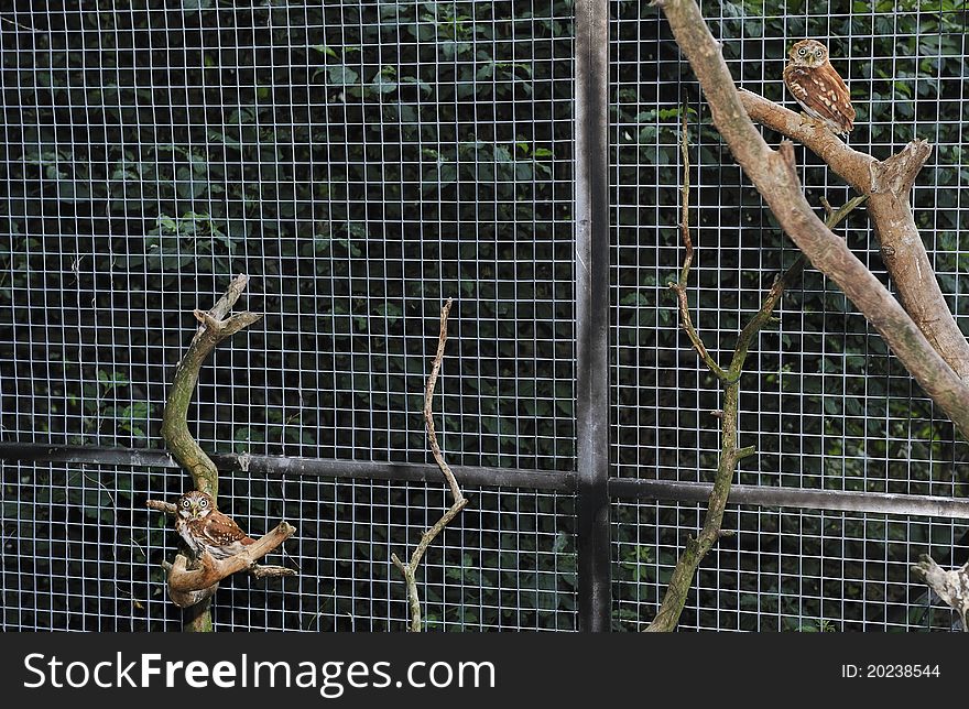 Two Red kite birds (Milvus milvus) 3 year old 65 gram weight, sitting on the branch