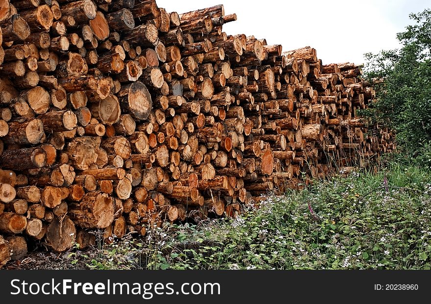 Stacked cut raw timber wood logs