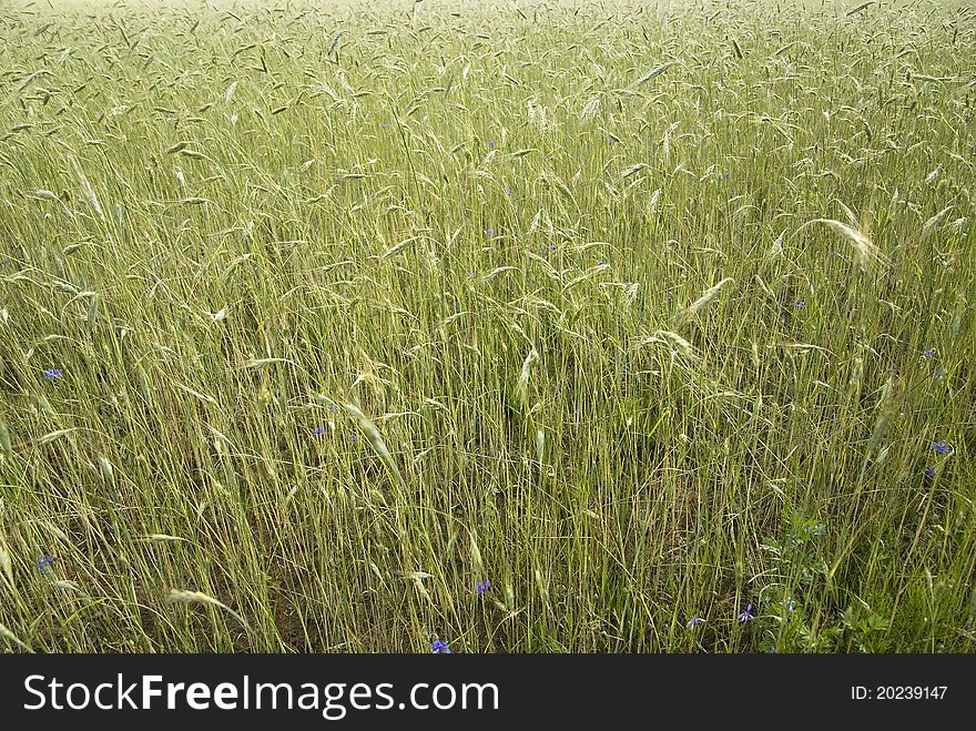 Wheat Field After A Rain