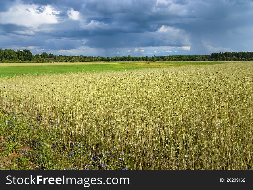 Wheat Field After A Rain