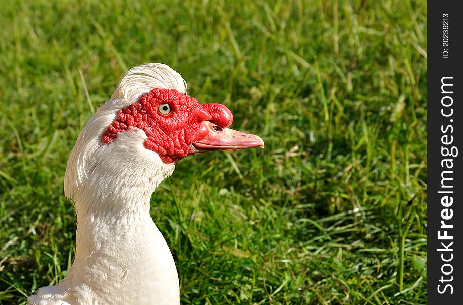 Head Of A Muscovy Duck