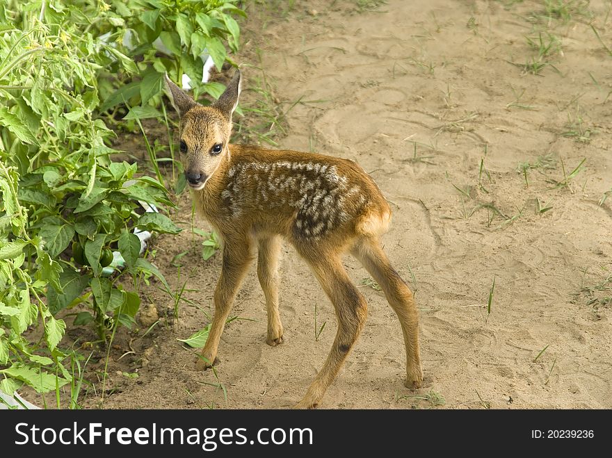 Baby Sika Deer