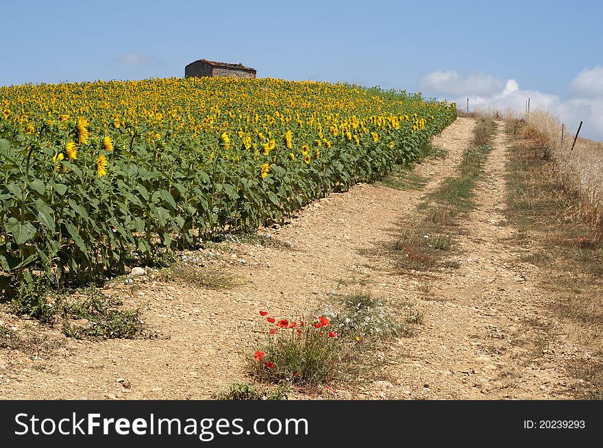 Sunflowers field in Tuscany,Italy