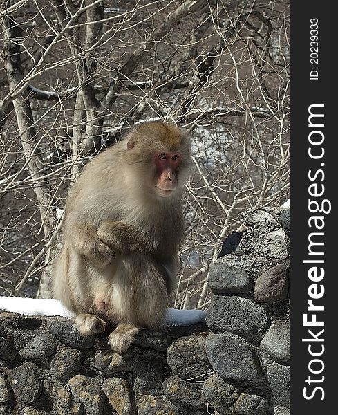 Wild monkey asking for food in winter. Wild monkey asking for food in winter