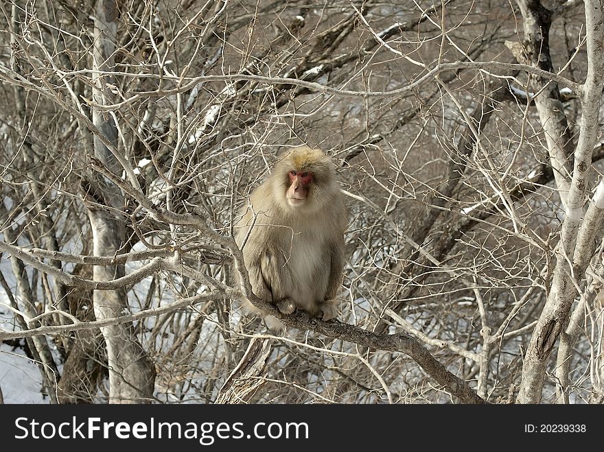 Wild monkey asking for food in winter. Wild monkey asking for food in winter