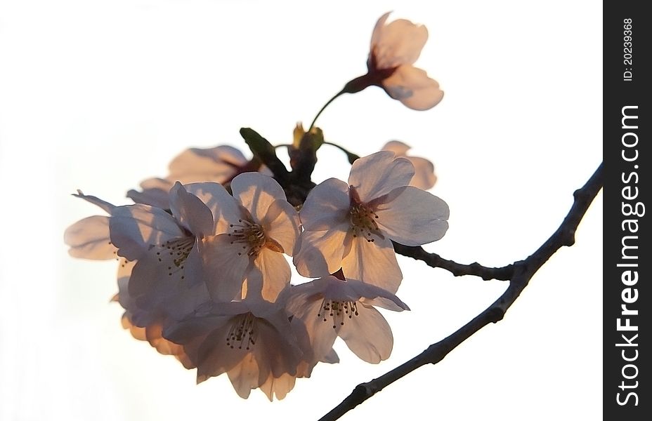 Close-up of pink sakura flowers highlighted by the sunset