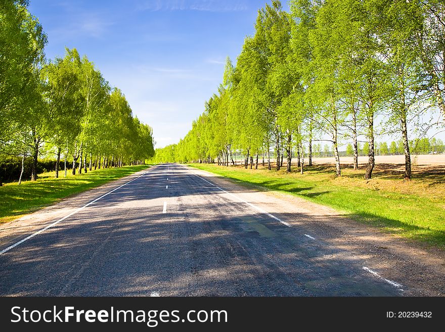 Trees (birches) growing along small road to countryside. Trees (birches) growing along small road to countryside