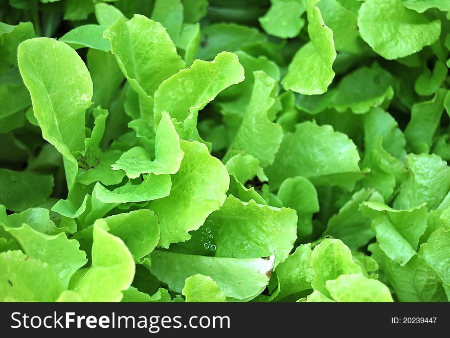 Green leafy lettuce in agarden