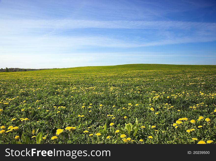 Field With Dandelions