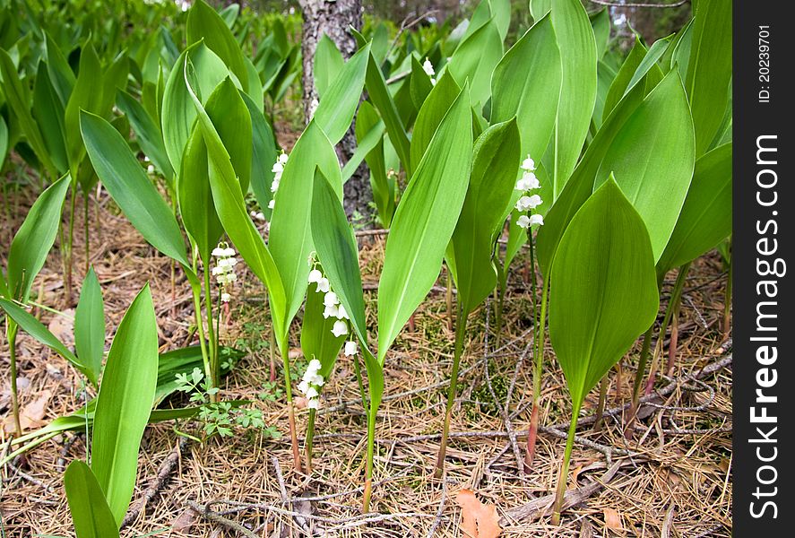 Wood site on which lilies of the valley grow (a spring season)