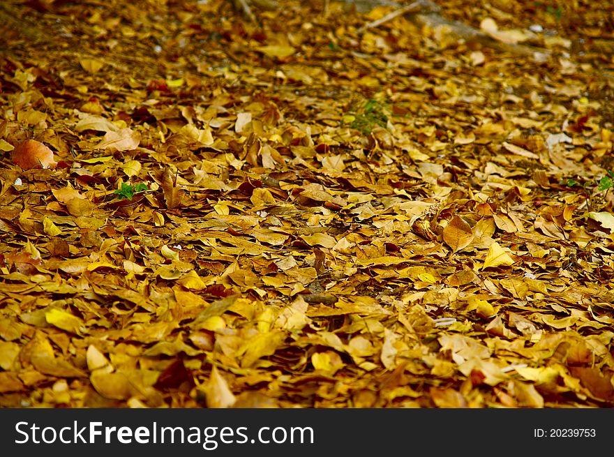 Nice yellow leaves everywhere on the ground. Nice yellow leaves everywhere on the ground