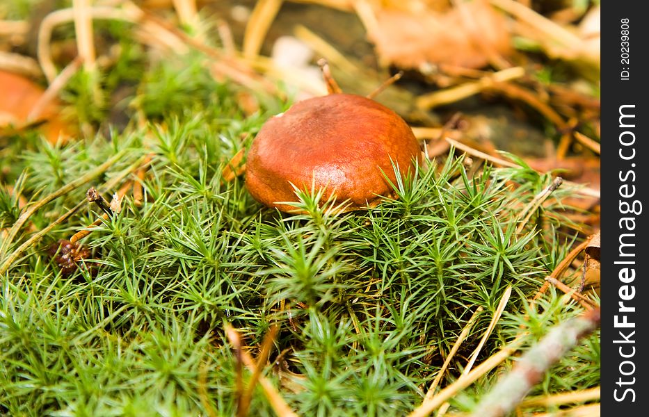 The mushroom growing in a moss in wood (the Polish mushroom)