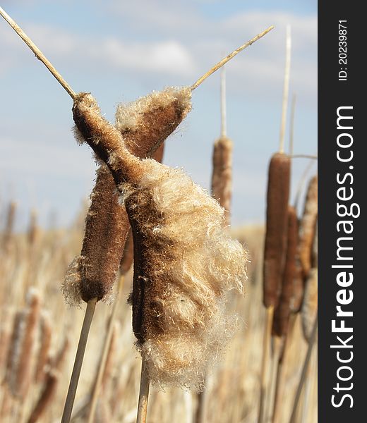 A closeup on winter cat tails tattered and torn by the elements. A closeup on winter cat tails tattered and torn by the elements