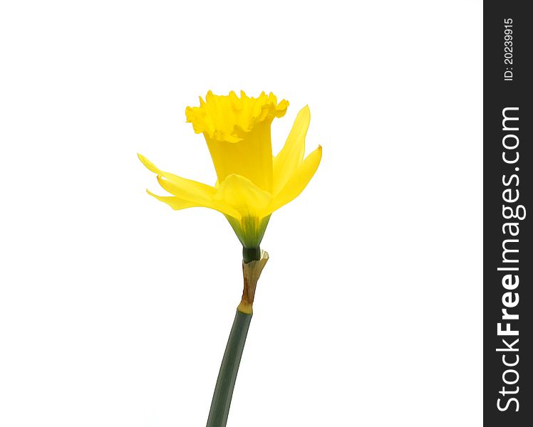 Yellow daffodil on a white background