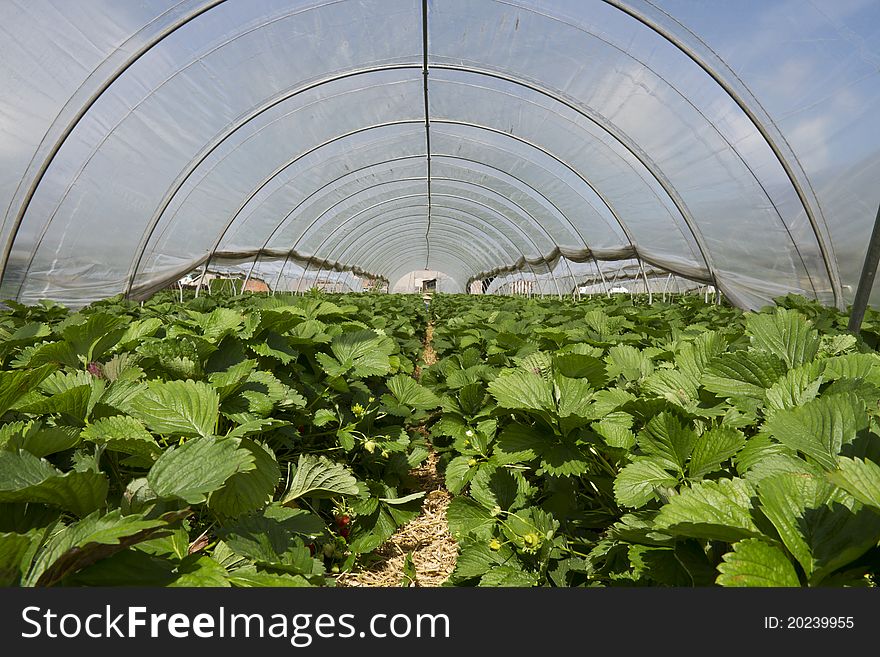 Image of a strawberry greenhouse