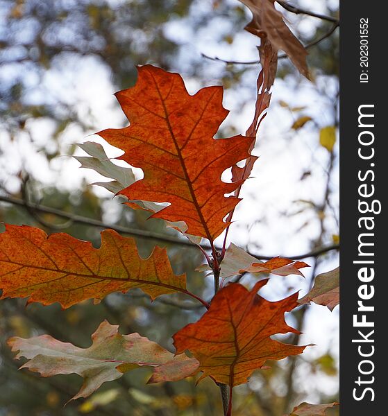 Red Autumn Leaves From An American Oak In The Forest.