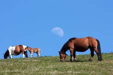 Wild Horses Stock Image