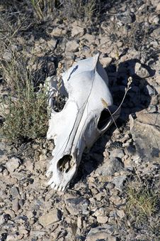 Lamb Skull Stock Photos Lamb Skull Stock Photos
