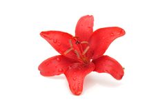 Beautiful Red Lily Royalty Free Stock Photography