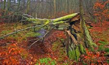 Fallen Tree In Autumn Royalty Free Stock Photography