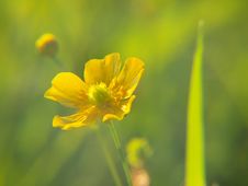 Buttercup Closeup Royalty Free Stock Photography Buttercup Closeup Royalty Free Stock Photography
