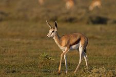 Close-up Of Springbok Walking In Grass-field Stock Photography