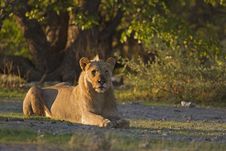 Young Male Lion Laying In Early Morning Sunlight Stock Images
