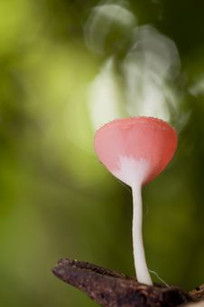 Smoke From Mushroom Cup. Royalty Free Stock Photo Smoke From Mushroom Cup. Royalty Free Stock Photo