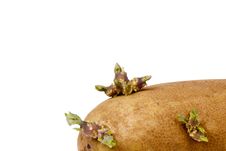 Sprouted Potato Royalty Free Stock Image Sprouted Potato Royalty Free Stock Image