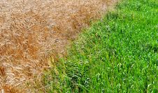 Wheat Field Royalty Free Stock Photography Wheat Field Royalty Free Stock Photography