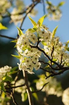 White Cherry Blossom Tree Stock Photo