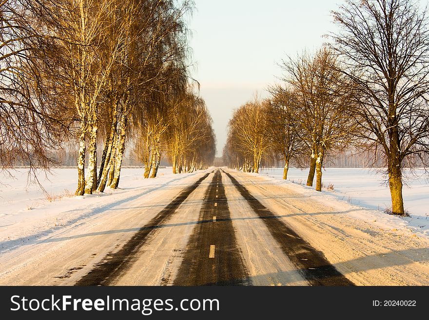 The trees growing along road covered with snow (winter season). The trees growing along road covered with snow (winter season)