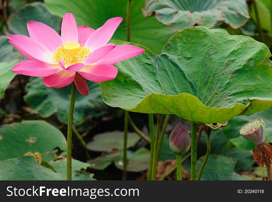 Natural pink lotus floral fresh garden