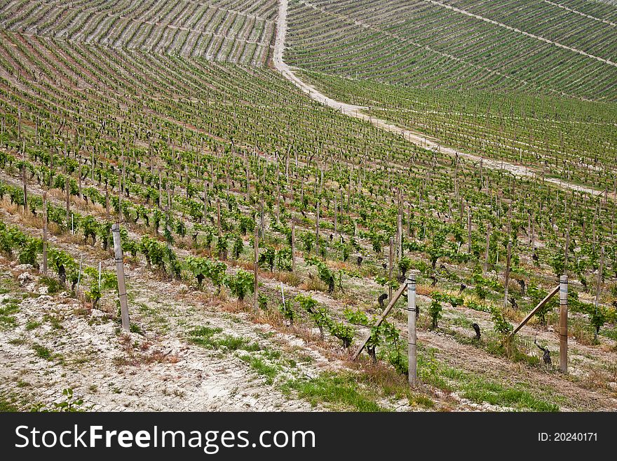 Barbera vineyard during spring season, Monferrato area, Piedmont region, Italy. Barbera vineyard during spring season, Monferrato area, Piedmont region, Italy