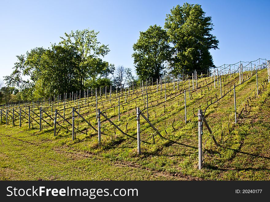 Vineyard with a drip irrigation system running along the top of the vines. Vineyard with a drip irrigation system running along the top of the vines