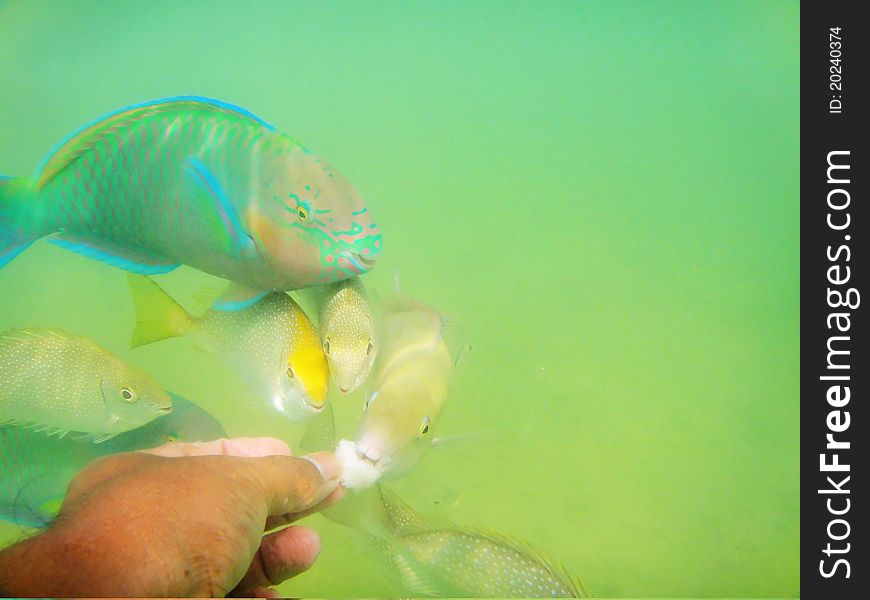 Coral fish eating from hand