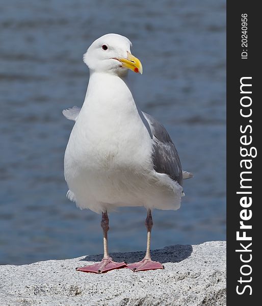 Lone Seagull posing along the walkway in Stanley park. Lone Seagull posing along the walkway in Stanley park