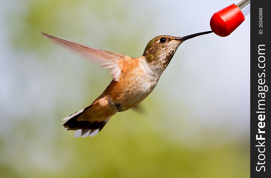 Female Rufus Feeding