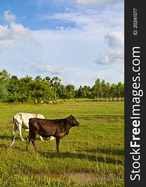 Cow cattle in the pasture of countryside in Thailand. Cow cattle in the pasture of countryside in Thailand