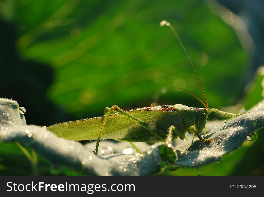 Grasshopper in the garden. Pest in the vegetable garden
