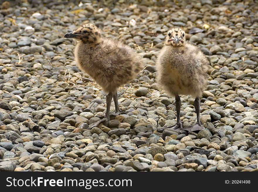 Two seagull chicks standing on pebble