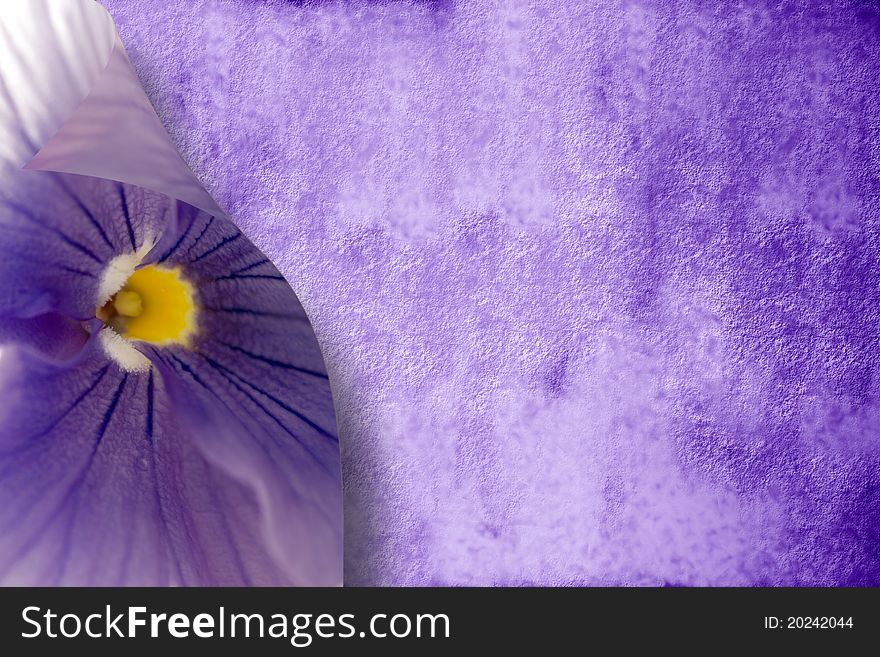 Surface of purple with a flower on the edge. Surface of purple with a flower on the edge